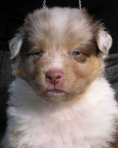 Red Merle male #1, headshot.